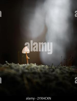 Eine zarte winzige Schnecke klettert anmutig auf den Pilzstamm, umgeben von einer stimmungsvollen Waldatmosphäre mit sanftem Licht und verschwommenem Hintergrund. Stockfoto