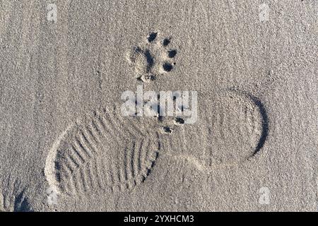 WA26317-00...... WASHINGTON: Waschbärdrucke auf einem Schuh im Sand am Second Beach, Olympic National Park. Stockfoto