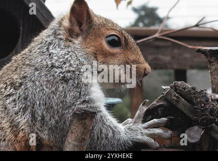 Eichhörnchen auf der Terrasse im Hinterhof Stockfoto