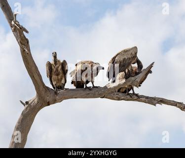 Drei Weissrückengeier und Rupells Gänsegeier auf einem Baum Stockfoto