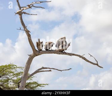 Drei Weissrückengeier und Rupells Gänsegeier auf einem Baum Stockfoto