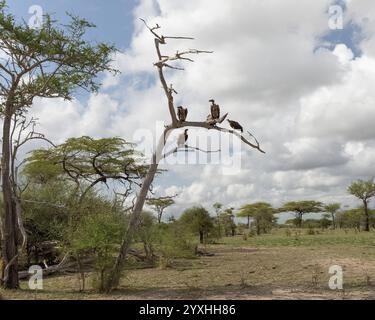 Drei Weissrückengeier und Rupells Gänsegeier auf einem Baum Stockfoto
