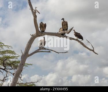 Drei Weissrückengeier und Rupells Gänsegeier auf einem Baum Stockfoto