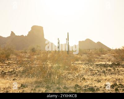 Zwei Saguaro-Kakteen stehen hoch in der Wüste mit Saddle Mountain im Hintergrund, aufgenommen zur goldenen Stunde Stockfoto