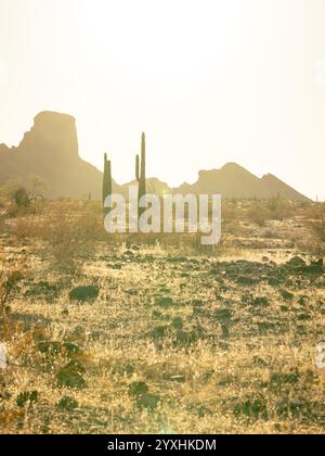 Vertikales Bild von Saguaros in der Wüste mit Saddle Mountain im Hintergrund, aufgenommen zur goldenen Stunde Stockfoto