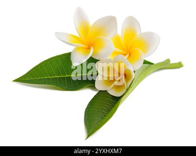 Frangipani Blüten mit Blättern isoliert auf weiss Stockfoto