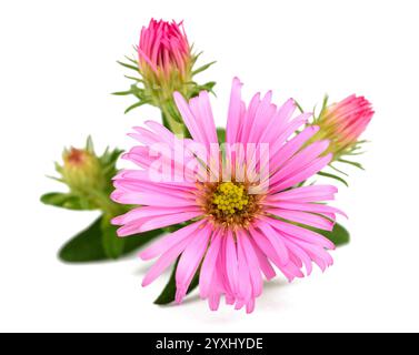 New York-Aster (Symphyotrichum Novi-Belgii) isoliert auf weiss Stockfoto