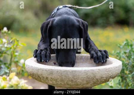 Niedliches Porträt eines schwarzen Labrador-Welpen, der aus einem Vogelbad trinkt Stockfoto