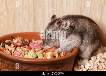 Djungarischer Hamster Isst Nahrung. Futterschale. Campbells Zwerghamster Phodopus campbelli. Im Becher mit Getreide, Seeds und neben Haus für Hamster Stockfoto