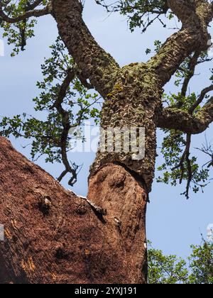 Geernteter Korkbaumstamm in Portugal. Quercus suber, genannt Korkeiche, mit isolierender Rinde. Immergrüne Pflanze, Familie der Fagaceae, Sektion Cerris. Stockfoto