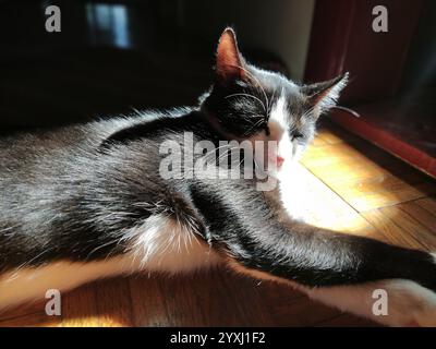 Die Katze sonnt sich in der Sonne. Ein junges schwarz-weißes Haustier liegt auf dem Boden in der tiefen Sonne. Das Kätzchen schloss die Augen und genießt es. Er hat seine gestochen Stockfoto