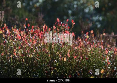 Wilde Blaubeerpflanze im Herbst, Norwegen Stockfoto