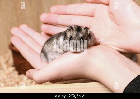 Niedlicher Djungarischer Hamster sitzt in den Armen des Kindes und schaut in die Kamera. Haustierpflegekonzept, Liebe zu Tieren. Hamster Zähmen Stockfoto