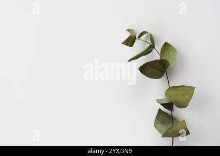 Setzen Sie botanische grüne Blätter, Eukalyptuszweige, isoliert auf weißem Hintergrund. Stockfoto