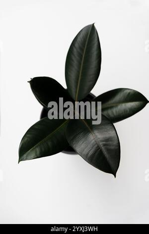 Ficus elastica, Gummifeige hinterlässt einen isolierten weißen Hintergrund mit Kopierraum Stockfoto