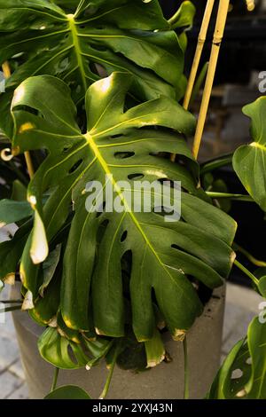 Monstera Pflanzenblatt, die tropische immergrüne Rebe isoliert auf dem Hintergrund. Stockfoto