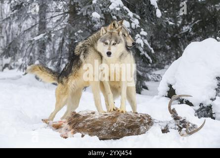 Grey Wolf (Canis Lupus) legt Kopf über Packmate, während beide auf White-Tail Deer Winter stehen - Gefangene Tiere Stockfoto