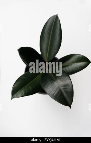 Ficus elastica, Gummifeige hinterlässt einen isolierten weißen Hintergrund mit Kopierraum Stockfoto