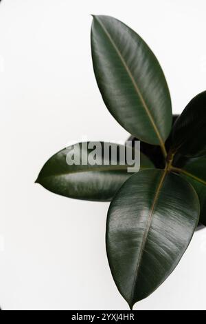 Ficus elastica, Gummifeige hinterlässt einen isolierten weißen Hintergrund mit Kopierraum Stockfoto