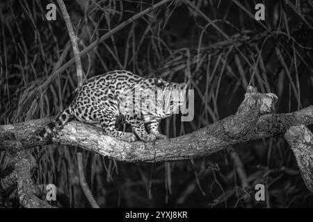 Ozelot steht nachts auf einem großen Baumzweig im Pantanal - schwarz-weiß Stockfoto