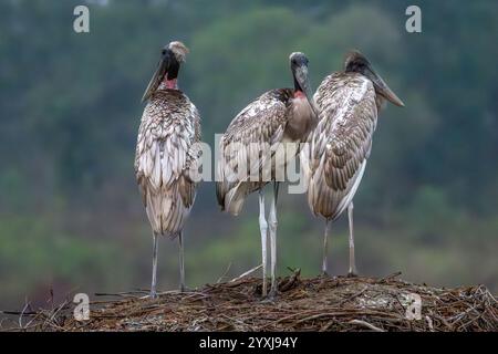 Jabiru Storch Familie auf einem Nest und Stockfoto