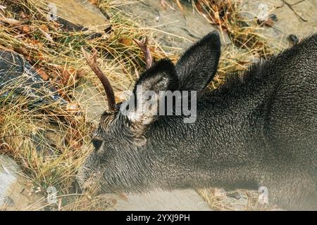 Mule Deer buck Stockfoto