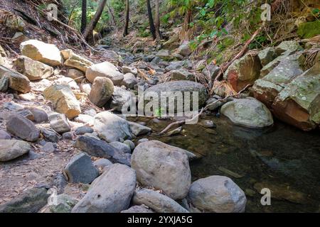 Mickeys Creek Gorge - Carnarvon Gorge Stockfoto