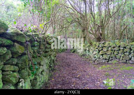 Fußgängerweg zum Brunnen von ribeira do ferreiro auf der Blumeninsel der Azoren Stockfoto