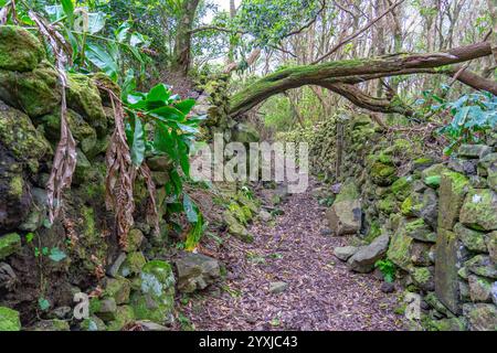 Fußgängerweg zum Brunnen von ribeira do ferreiro auf der Blumeninsel der Azoren Stockfoto