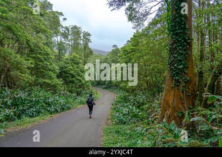 Fußgängerweg zum Brunnen von ribeira do ferreiro auf der Blumeninsel der Azoren Stockfoto