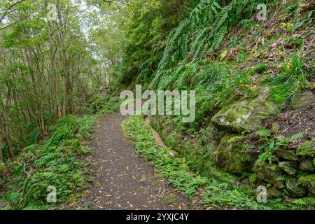 Fußgängerweg zum Brunnen von ribeira do ferreiro auf der Blumeninsel der Azoren Stockfoto