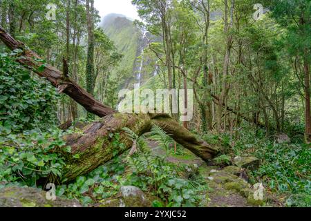 Fußgängerweg zum Brunnen von ribeira do ferreiro auf der Blumeninsel der Azoren Stockfoto