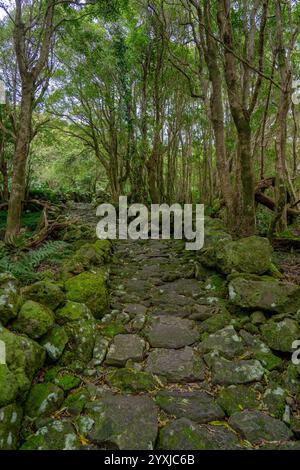 Fußgängerweg zum Brunnen von ribeira do ferreiro auf der Blumeninsel der Azoren Stockfoto