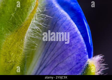 Detailreiche Makrofotografie von grünen Blütenblättern unter hellem Hintergrund Stockfoto