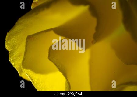 Detailreiche Makrofotografie von grünen Blütenblättern unter hellem Hintergrund Stockfoto