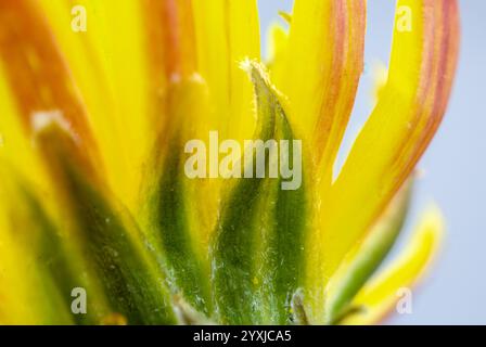 Detailreiche Makrofotografie von grünen Blütenblättern unter hellem Hintergrund Stockfoto