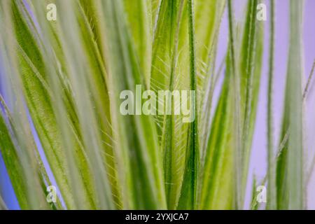 Detailreiche Makrofotografie von grünen Blütenblättern unter hellem Hintergrund Stockfoto