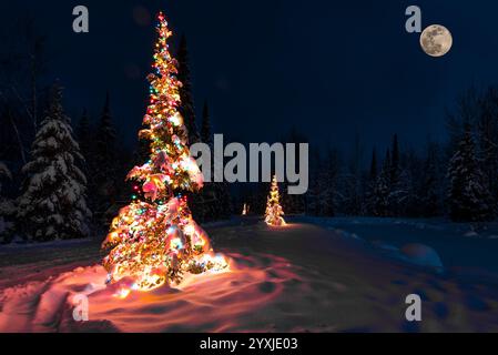 Beleuchtete Weihnachtsbäume im verschneiten Wald bei Nacht unter Mondlicht Stockfoto