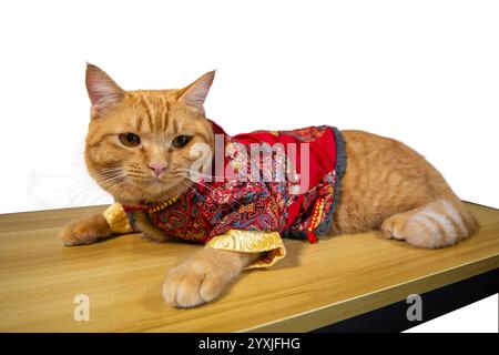 Orangefarbene Katze, die sich auf Holztisch hockt und chinesisches Kostüm für chinesische Neujahrsfeier auf weißem Hintergrund trägt. Stockfoto