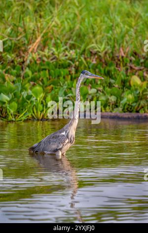 Der pfeifende Reiher weht im schwarzen Fluss im Pantanal Stockfoto