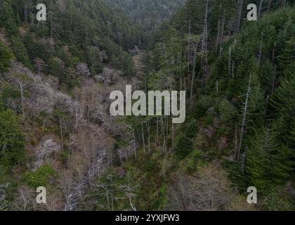 Die Wildnis in der Kings Range National Conservation Area - ein bewaldeter Canyon durch die Berge mit Mischwald. Stockfoto