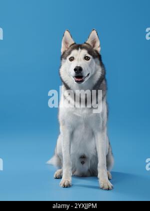 Ein sibirischer Husky-Hund steht stolz vor einem hellblauen Hintergrund, dessen freundlicher, aber intensiver Blick das Wesen dieser widerstandsfähigen Rasse einfängt. Stockfoto