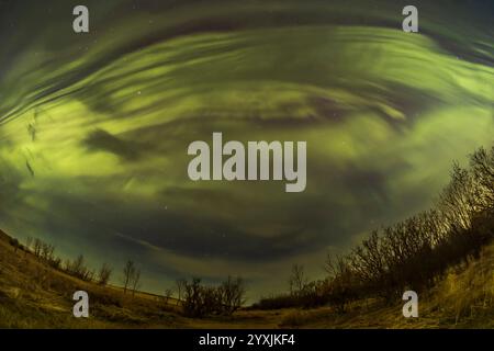 Auroralvorhänge am Himmel bilden parallele Bänder im Süden Albertas, Kanada. Stockfoto