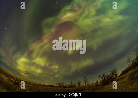 Auroralvorhänge mit roter Färbung im Süden Albertas, Kanada. Stockfoto