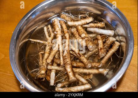 Frisches Taraxacum officinale, die Löwenzahnwurzeln oder gewöhnliche Löwenzahnwurzeln. Stockfoto