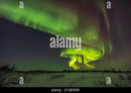 Eine Darstellung von aurora borealis in einem kurvenförmigen Bogen aus parallelen Vorhängen und Wirbeln. Stockfoto