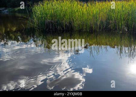 Ein Mallard in Tucson, Arizona Stockfoto