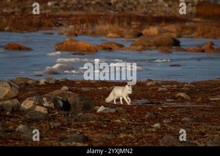 Arctic fox walking and sniffing on a colourful red tundra during moult season from grey summer fur to winter white coat Stockfoto