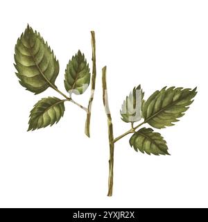Set aus zwei Stielen mit grünen Rosenblättern isoliert auf weißem Hintergrund. Hand gezeichnet Aquarell Illustration Vorlage für Hochzeit, Geburtstag, Mutter d Stockfoto