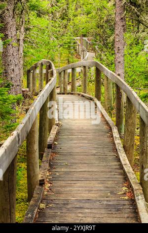 Eine hölzerne Brücke mit einem Pfad, der durch den Wald führt. Der Weg ist von Bäumen gesäumt und die Brücke ist aus Holz Stockfoto